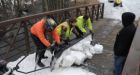 Iditarod moved further north in Alaska due to lack of snow this winter