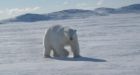 First polar bear hunt unforgettable for Labrador woman