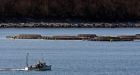 Nova Scotia aquaculture fish killed by superchilled water