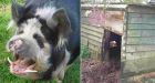 RSPCA secretly kill one of world's oldest pigs then prosecute owner