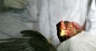 Avian flu concerns prompts ban of some poultry imports