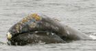 National Geographic highlights Tofino as whale watching destination