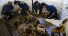 Vancouver Aquarium staff helping rescue starving sea lion pups in California