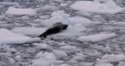 Creatures found in Antarctic ice show tenacity of life