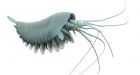 Burgess Shale fossil beds in B.C. reveal ancient ancestor of spiders, lobsters