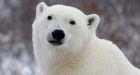 'Big shaggy dog' spotted on Fogo Island turns out to be polar bear