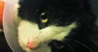 Abused Cat Dubbed 'Bruce Almighty' Has Last Of Bandages Taken Off