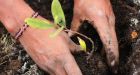 Urban Death Project: A case for composting your dead body