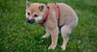 Can dog owners be evicted for not supplying dog poop samples'