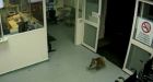 Koala makes late night visit to hospital