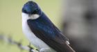 Backpack geolocators no apparent burden for migrating songbirds