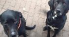 Dogs allegedly shot by neighbour while witness begs him to stop