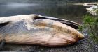 Endangered sei whales found beached on Chilean coast