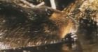 Beavers are a nightmare for some in rural Saskatchewan