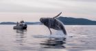 Rare B.C. Humpback encounter leaves whale watchers in awe