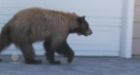 Bear, man freak each other out