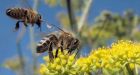 The New Bee Crisis Is Just Like The Old One: Phony
