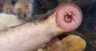 Eel-like fish fall from the sky in Fairbanks, Alaska