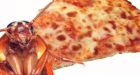 Hold your horses, there won�t be cockroach pizza at the Stampede