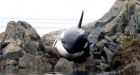 Video of Remarkable rescue: Beached orca saved by B.C. volunteers
