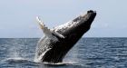 Whale deaths off Alaska island remain mystery