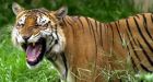 Bangladesh police kill 6 suspected tiger poachers