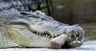 Alligator captured after attacking, biting off swimmers arm in Florida