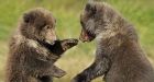 Mother grizzly bear and her cubs may face death if DNA test proves she killed hiker
