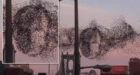 Internet sees Vladimir Putin's face in flock of birds over New York City