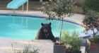 North Vancouver couple finds bear soaking in their pool