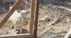Leo the goat survives Rock Creek wildfire