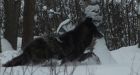 Wolf attacks dog, follows owners near Whitehorse dump