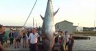 710-lb. tuna caught in Conception Bay with rod and reel