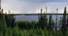 Boreal forest being driven to tipping point by climate change, study finds