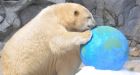 Australian polar bear 'toddler' to make new home in Ontario's north