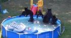 Family of bears play in backyard pool, make little girl cry