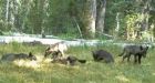 First wolf pack in decades established in Northern California