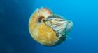 Rare nautilus with hairy shell photographed in South Pacific