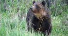 Wilderness area west of Calgary to remain closed in wake of grizzly bear attack