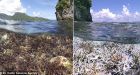 Is sunscreen killing off coral reefs' Oxybenzone found in lotion can cause infertility