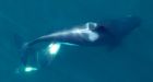 Drone used to track endangered killer whales by Vancouver Aquarium