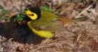 Hooded warbler mistakes Calgary for Cancun, thrilling birdwatchers