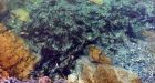 Kokanee spawning in record numbers in Okanagan Lake