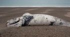 What was killing the young right whales' New research finds a suspect