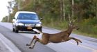 Deer apparently hit by car brings itself to New York emergency room
