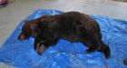 Marauding grizzly bear shot dead in Dawson City, Yukon
