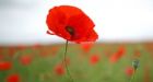 Canadian war poem, In Flanders Fields, to be honoured