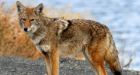 Fear of coyotes disproportionate to attacks
