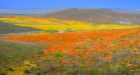 El Nino's gift  Chile's Atacama desert ablaze with wildflowers
