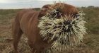 Dogs recovering after near-fatal encounter with porcupine